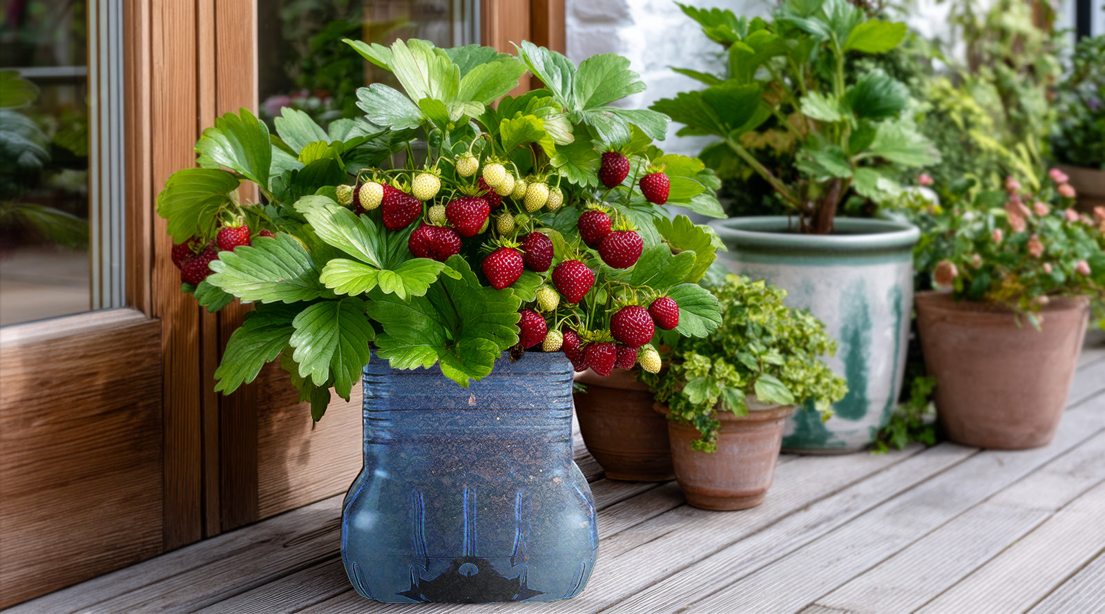hydrahub bottle reused for strawberry plant planter 